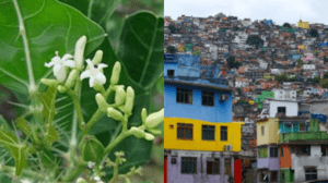 Leia mais sobre o artigo Favela: A Fascinante História Da Origem Do Nome