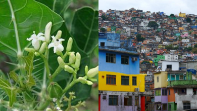 Você está visualizando atualmente Favela: A Fascinante História Da Origem Do Nome